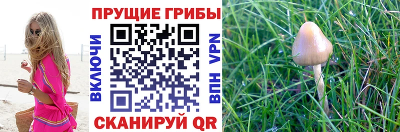 Галлюциногенные грибы MAGIC MUSHROOMS  Гусиноозёрск 